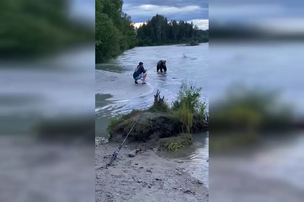 Touron in Training: Guy Decides to Tempt Bear With His Fish